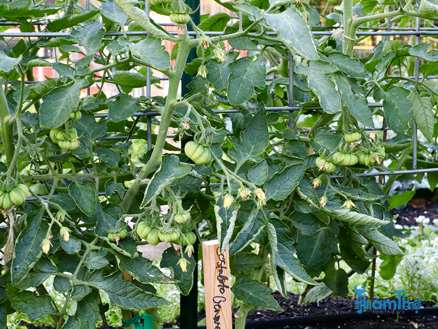 Cách trồng và chăm sóc cà chua Beef thu hoạch liền tay - kythuatcanhtac.com