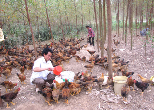 Mô hình nuôi gà đẻ trứng sạch - kythuatcanhtac.com