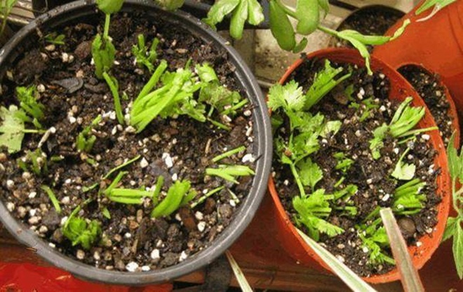 Tự tay trồng rau mùi, có thể hái trong 10 ngày, chăm một vụ có thể ăn trong nửa năm - 6 - kythuatcanhtac.com