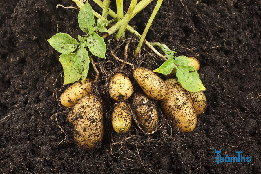 Không nên trồng khoai tây cùng với bí ngòi xanh - kythuatcanhtac.com
