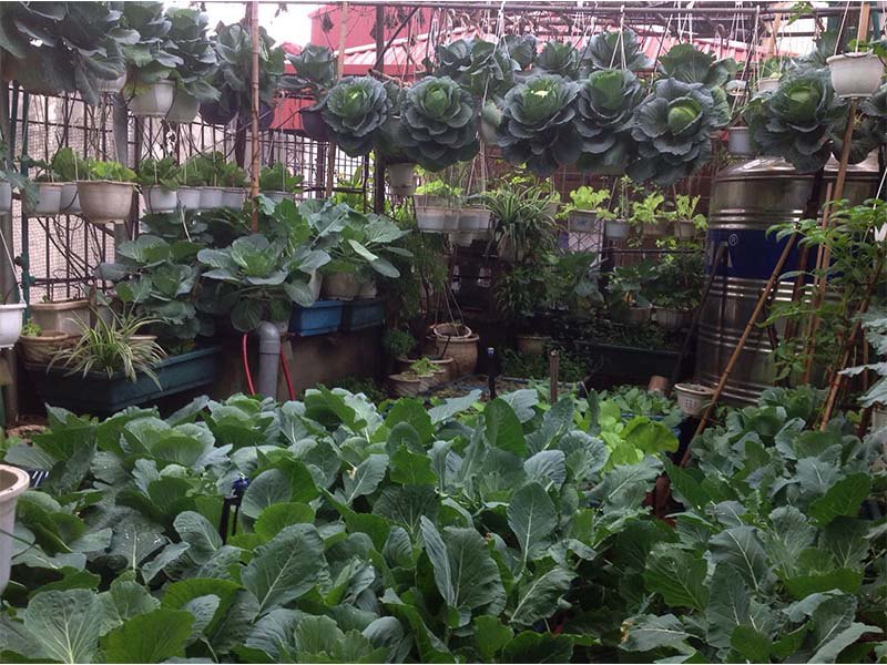 Mẹ Hà Nội làm vườn treo trên sân thượng 50m2, cả năm không mất tiền mua rau - 4 - kythuatcanhtac.com
