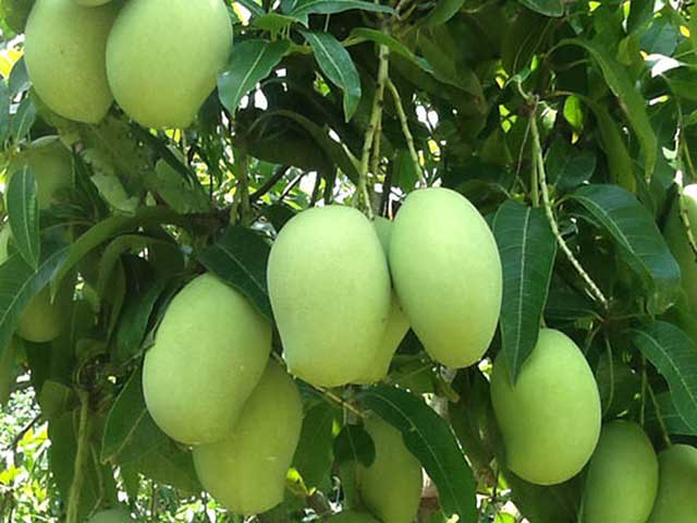 Xoài - các loại cây ăn quả dễ trồng - kythuatcanhtac.com