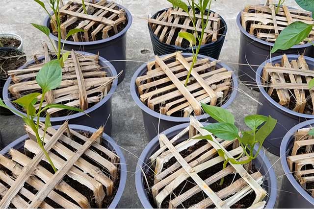 Kỹ thuật trồng ớt chuông 2 - kythuatcanhtac.com