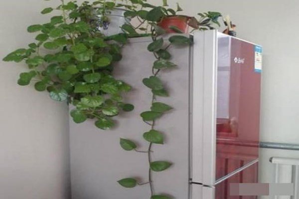 Trên tủ lạnh ở nhà nhớ đừng để những thứ đồ này, nhất là cây xanh kẻo rước họa - 1 - kythuatcanhtac.com