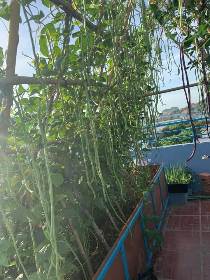 Nhiều lần mất trắng vườn vì mưa bão, mẹ Đà Nẵng quyết tâm phục thù, được sân thượng mướt xanh - 8 - kythuatcanhtac.com