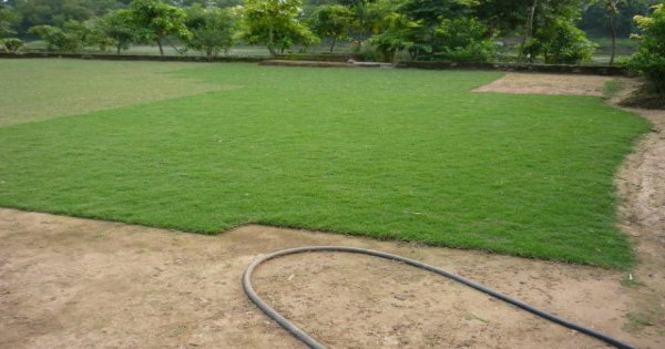 Cách trồng và chăm sóc cỏ nhung nhật - kythuatcanhtac.com