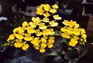 Phân loại hoa lan theo đặc điểm hình thái thân cây - kythuatcanhtac.com