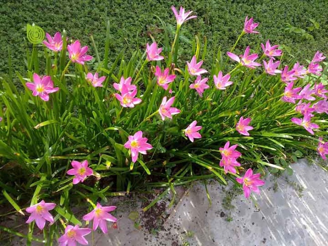 3 loại hoa đẹp có củ, sinh sản rất nhanh, nuôi một lứa có hoa chơi quanh năm - 1 - kythuatcanhtac.com