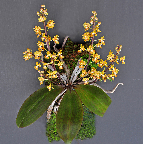 Phalaenopsis chibae Yukawa - kythuatcanhtac.com