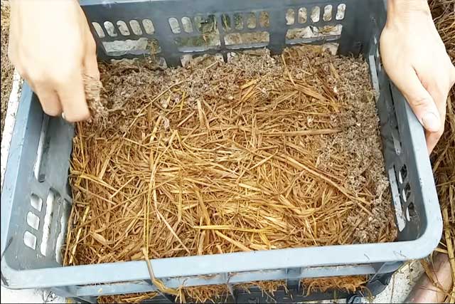 Cách trồng nấm rơm trong nhà - kythuatcanhtac.com