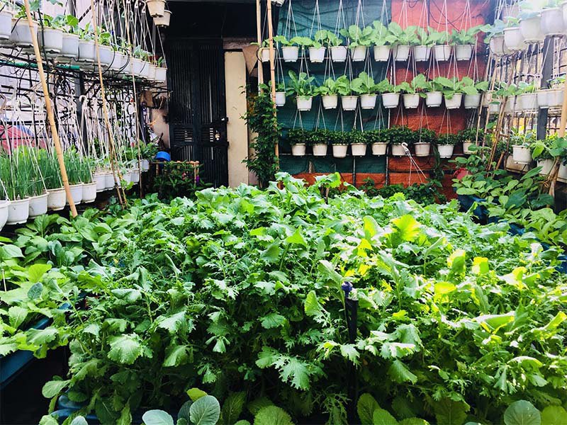 Mẹ Hà Nội làm vườn treo trên sân thượng 50m2, cả năm không mất tiền mua rau - 6 - kythuatcanhtac.com