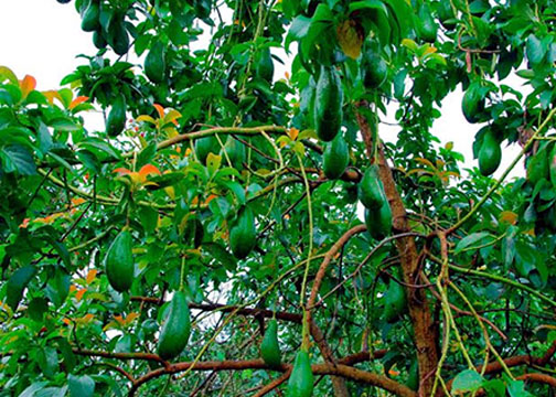 Bơ - Một loại cây khá quen thuộc, mang lại hiệu quả cao khi trồng - kythuatcanhtac.com