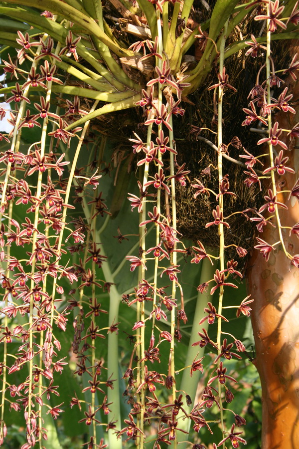 Lan kiếm lô hội - Cymbidium aloifolium - kythuatcanhtac.com