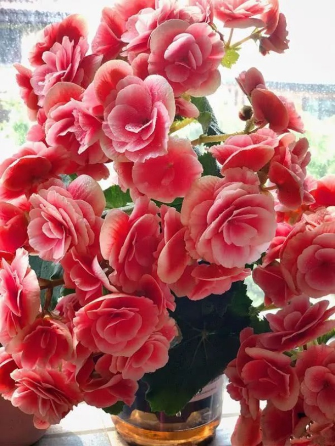 Những loại hoa đẹp sinh ra đã amp;#34;sợ nắngamp;#34;, nuôi nơi râm mát lá dày, hoa to - 4 - kythuatcanhtac.com