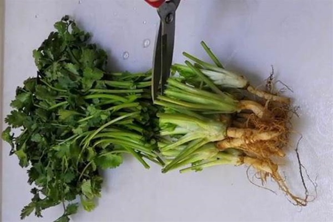 Tự tay trồng rau mùi, có thể hái trong 10 ngày, chăm một vụ có thể ăn trong nửa năm - 3 - kythuatcanhtac.com