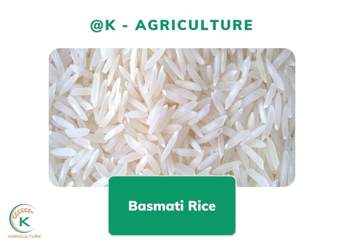 basmati-rice-in-bulk-and-everything-to-know-before-investing - kythuatcanhtac.com