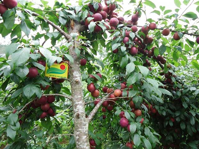 Mận - cây ăn quả dễ trồng nhất - kythuatcanhtac.com
