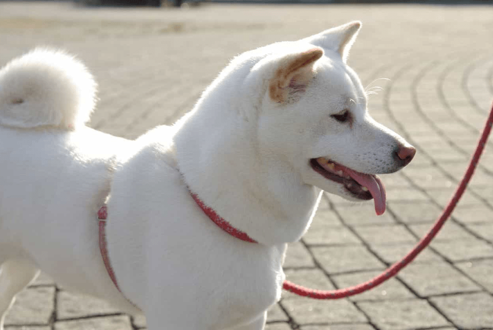 Chó Shiba - Nguồn gốc, đặc điểm và cách chăm sóc chú chó shiba 12 - kythuatcanhtac.com