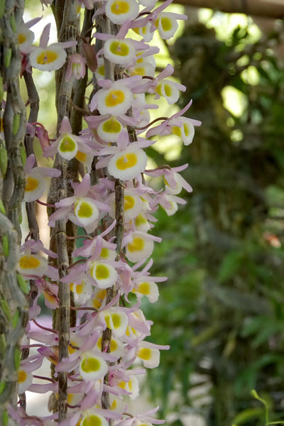 Hoa phong lan Long xuân tu đá - kythuatcanhtac.com
