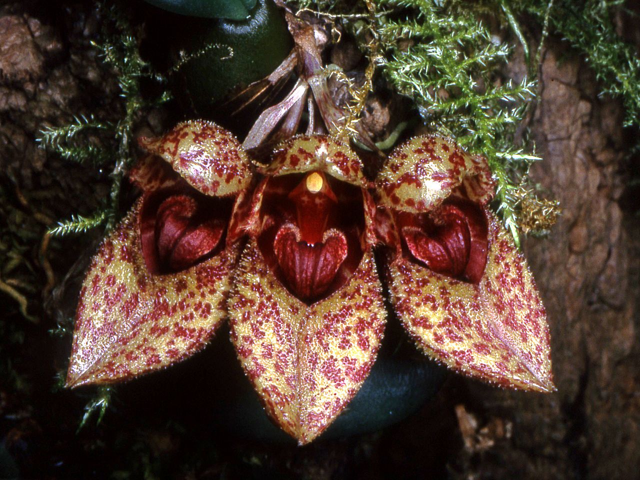 Bulbophyllum frostii - lan lọng giầy, da beo - kythuatcanhtac.com