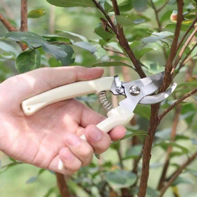 Mạnh tay cắt tỉa để cây cảnh của bạn khỏe mạnh, nảy mầm xanh tươi, ra hoa rực rỡ - 4 - kythuatcanhtac.com