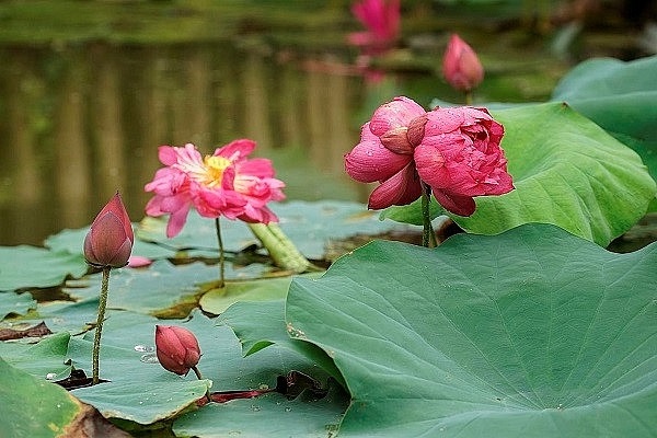 Ý nghĩa của hoa sen, cách chăm sóc và cắm hoa được tươi lâu - 1 - kythuatcanhtac.com