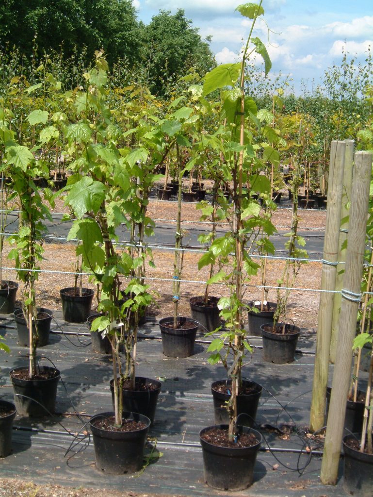 Để phát triển tốt, cây nho phải được trồng ở nơi có đủ ánh nắng, thoát nước tốt và có giàn cho cây leo. - kythuatcanhtac.com