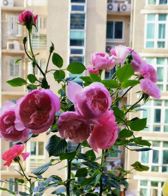 Hoa hồng trồng chậu ngày một cỗi, chỉ cần một mẹo nhỏ rễ khỏe như vâm, nụ nở đẹp - 4 - kythuatcanhtac.com