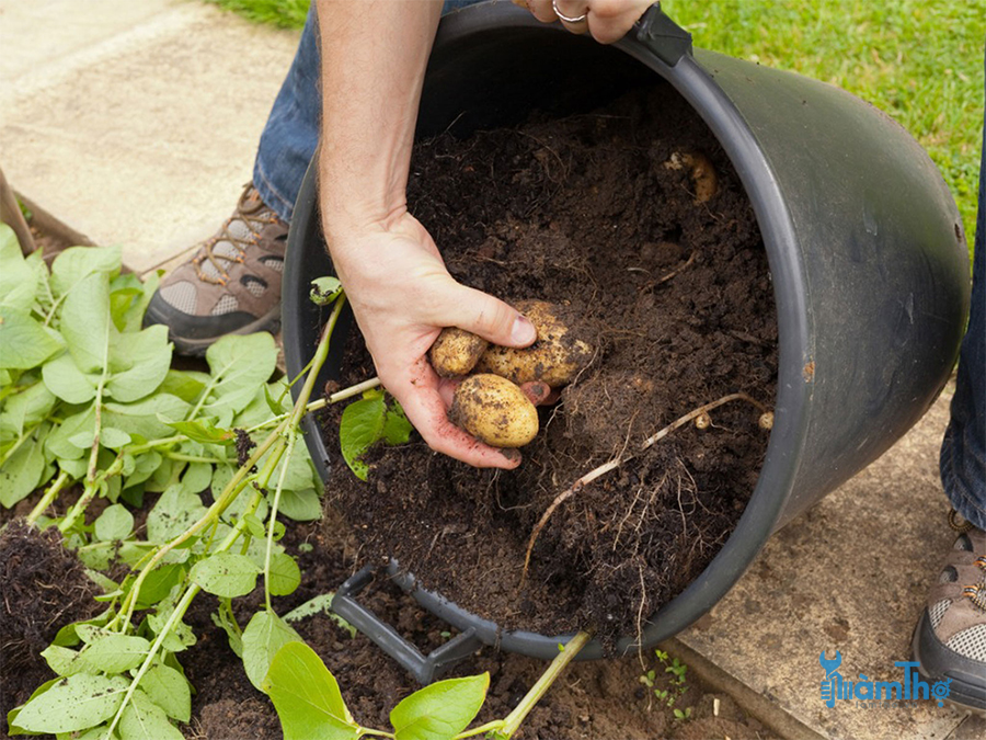 Cách trồng khoai tây trong túi ủ thu hoạch thành công - kythuatcanhtac.com