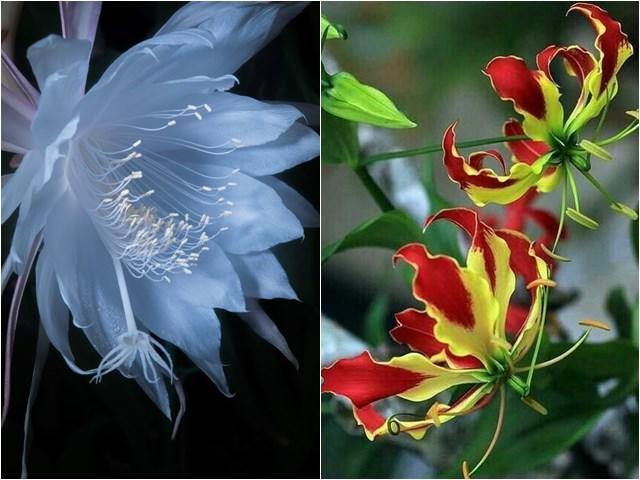 Những loài hoa lạ ngốn tiền giới tỷ phú, loại thứ 7 xuất hiện trong đám cưới Song Hye-kyo - kythuatcanhtac.com
