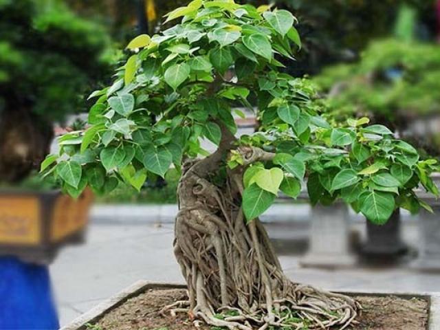 10 Cây cảnh bonsai đẹp nhất và cách chăm sóc cây bonsai đúng kỹ thuật - kythuatcanhtac.com