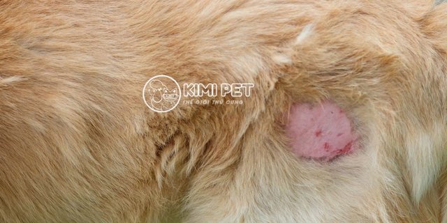 Những nguyên nhân khiến chó mắc bệnh nấm da - kythuatcanhtac.com