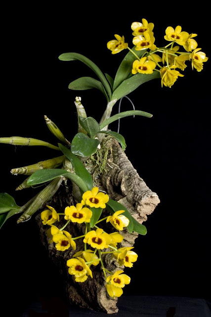 Các loài phong lan đẹp nở vào dịp Tết - kythuatcanhtac.com