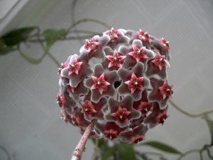 Sắc màu tươi tắn và hương thơm dịu ngọt của hoa cầm cù - kythuatcanhtac.com