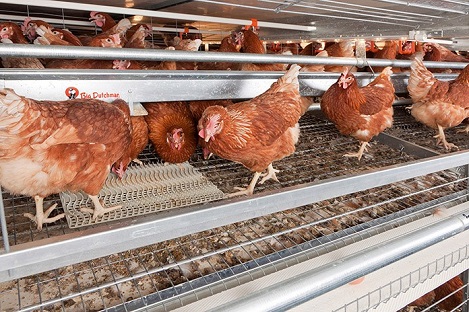 Chế dộ dinh dưỡng cho gà mái đẻ tối ưu trứng - kythuatcanhtac.com