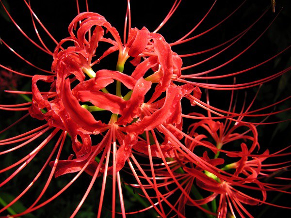 Ý nghĩa hoa Bỉ Ngạn, công dụng và cách trồng giúp hoa nở đẹp - 2 - kythuatcanhtac.com
