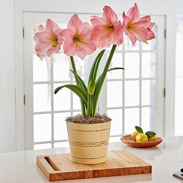 4 loại hoa nở từng chùm to, amp;#34;némamp;#34; vào đất cũng tốt um, cho hoa quanh năm - 3 - kythuatcanhtac.com