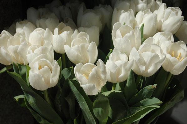 Ý nghĩa hoa Tulip vàng, đỏ, trắng, hồng, tím trong tình yêu và đời sống - 4 - kythuatcanhtac.com