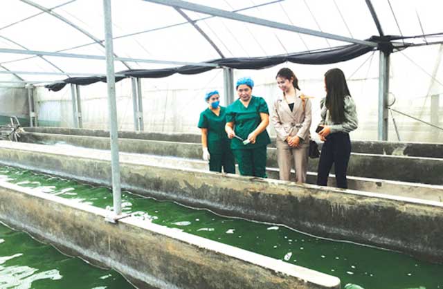 Kỹ thuật trồng tảo xoắn spirulina - kythuatcanhtac.com