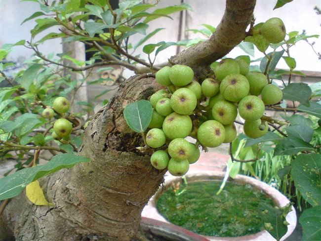 Top 13 loại cây nên trồng trong năm mới để đón tài lộc, cả năm sung túc - 2 - kythuatcanhtac.com