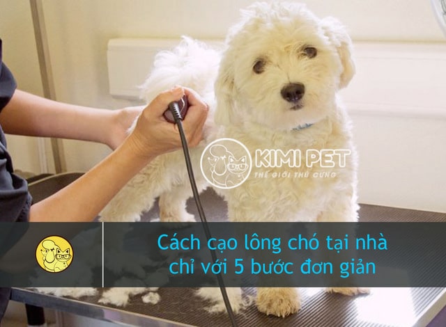 Chú chó đang được tút tát lại nhan sắc - kythuatcanhtac.com