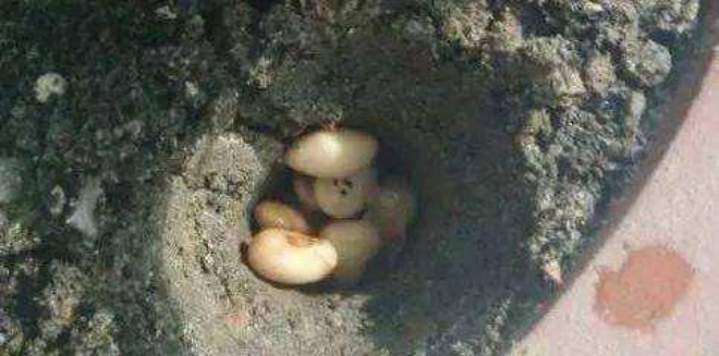 Dưới lọ hoa chôn theo một nắm đậu, bộ rễ mọc tung, quấn thành ổ như trứng gà - 3 - kythuatcanhtac.com