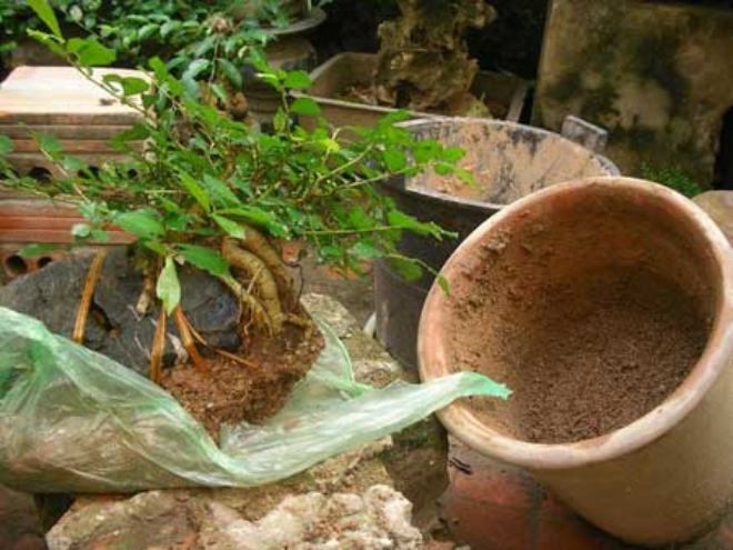 Cây héo lá chỉ cần làm cách này, đất tơi xốp như bánh mỳ, 2 ngày sau cây tươi rói - 1 - kythuatcanhtac.com