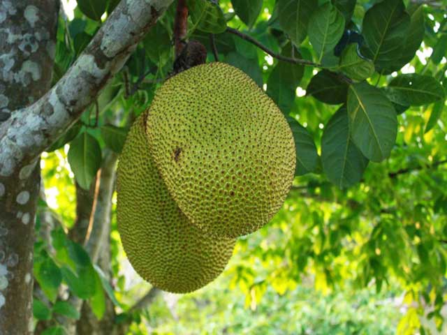 Mít thái changai - những loại cây ăn quả ngắn ngày - kythuatcanhtac.com