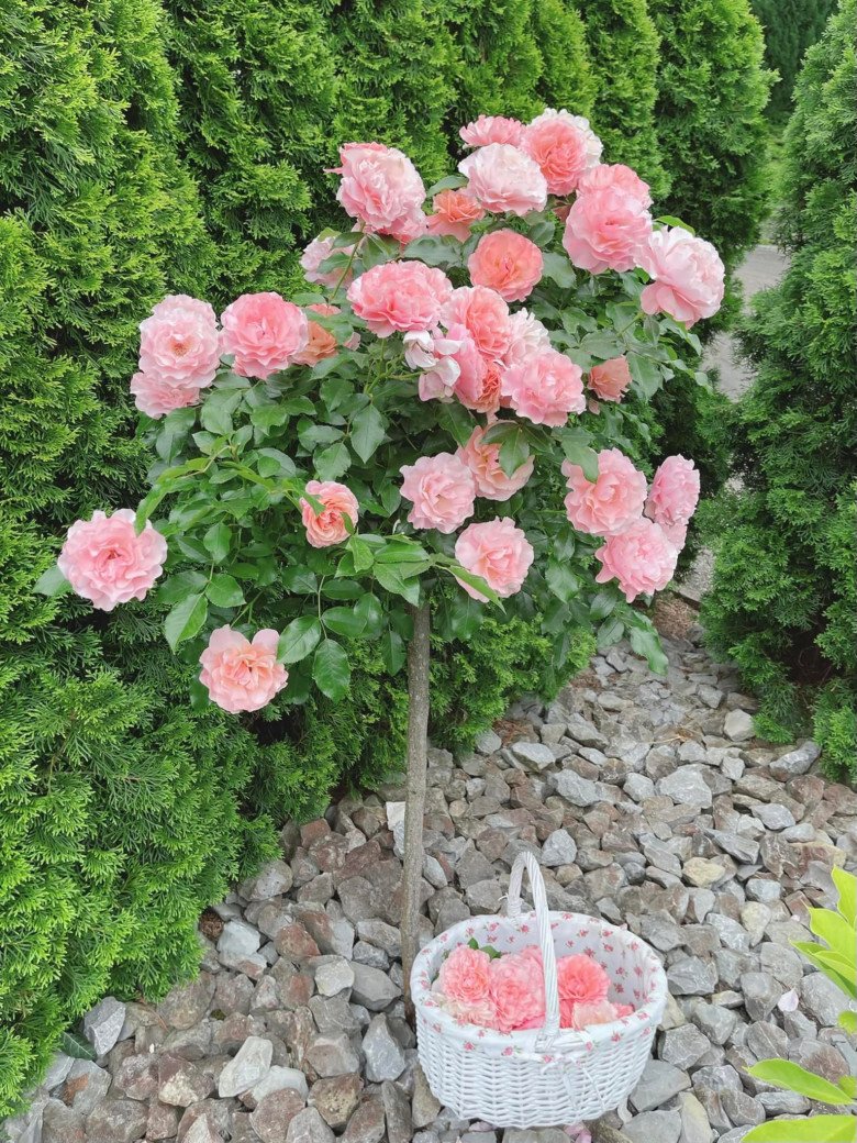 Mẹ Việt trồng đủ loại hoa hồng ở Đức, khu vườn 300m2 đẹp như truyện cổ tích - 10 - kythuatcanhtac.com