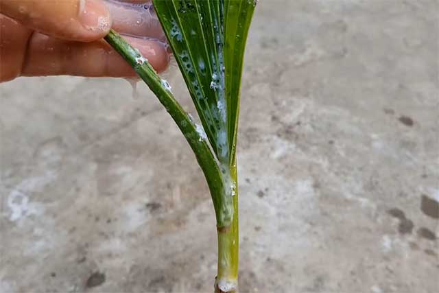 Trị rệp sáp bằng nước rửa chén - kythuatcanhtac.com