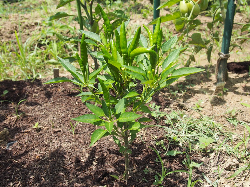 - Bước 2: Xử lý đất trồng ớt đậu đũa - kythuatcanhtac.com