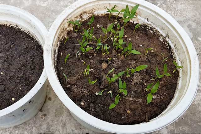 Kỹ thuật trồng ớt chuông 1 - kythuatcanhtac.com