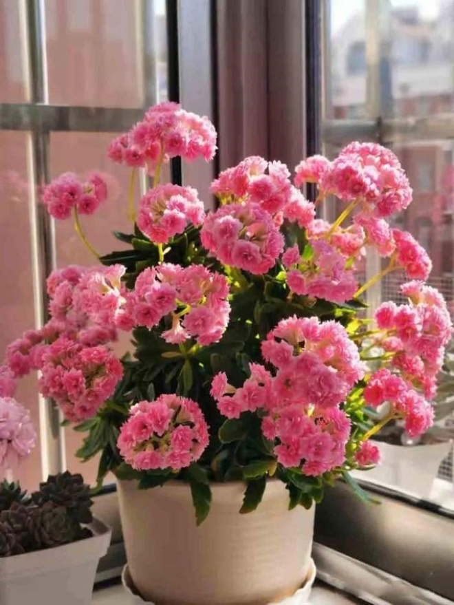 Loại hoa này nên ngắt cành vào mùa xuân, càng mạnh tay hoa càng bùng nổ, nở tung - 9 - kythuatcanhtac.com
