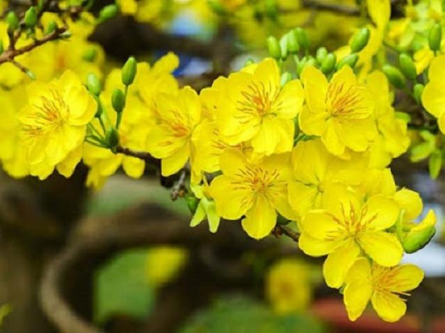Ý nghĩa hoa Mai Vàng, cách trồng và chăm sóc hoa nở đẹp vào dịp tết - kythuatcanhtac.com